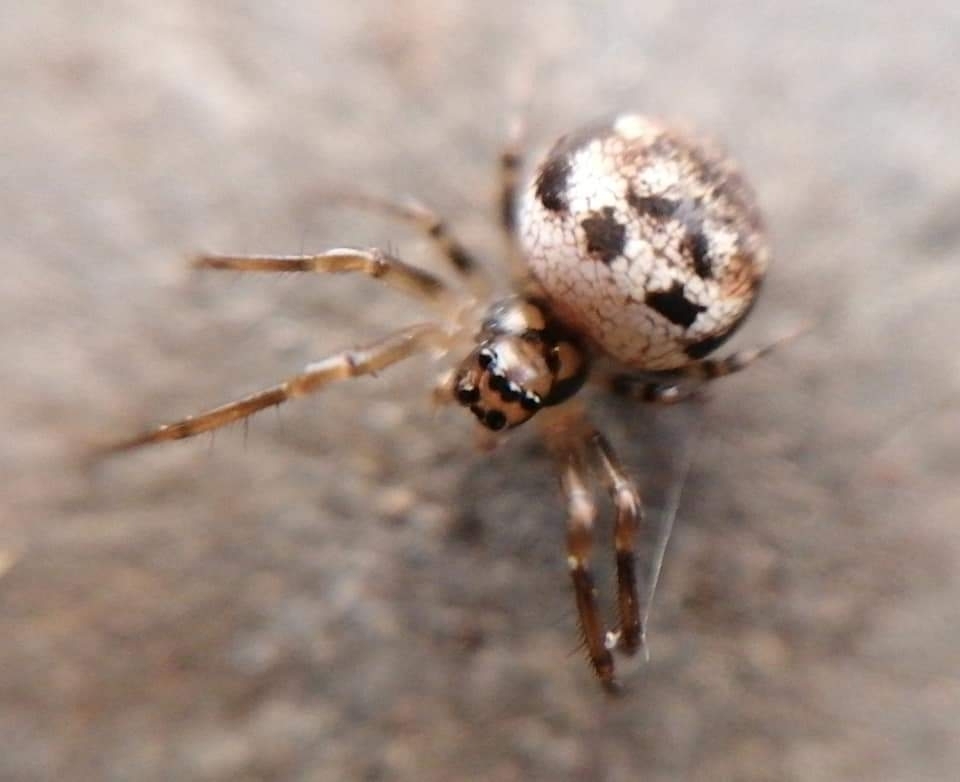 Diphya simoni