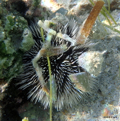 Tripneustes ventricosus