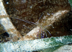 Periclimenes yucatanicus