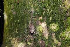Herennia multipuncta