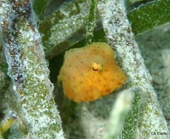 Acanthostracion polygonium