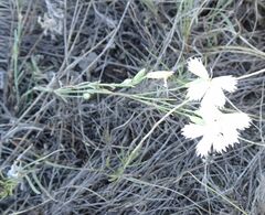 Dianthus ramosissimus