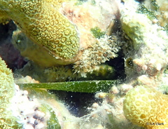 Mithraculus sculptus