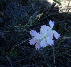 Dianthus ramosissimus