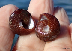 Calliostoma jujubinum