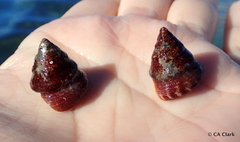 Calliostoma jujubinum