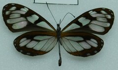 Nymphalidae