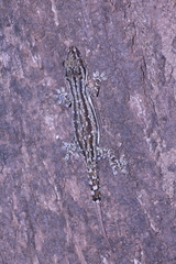 Hemidactylus leschenaultii