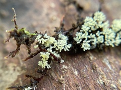 Ceratiomyxa fruticulosa