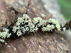 Ceratiomyxa fruticulosa