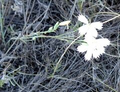 Dianthus ramosissimus