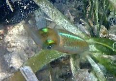 Sepioteuthis sepioidea