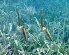 Sepioteuthis sepioidea