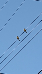 Spizixos semitorques