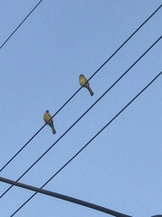 Spizixos semitorques