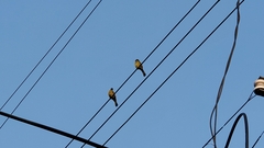 Spizixos semitorques