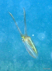 Sepioteuthis sepioidea