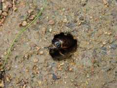 Gelidea torrida