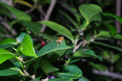 Aphonoides rufescens