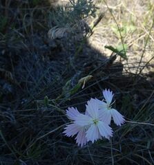 Dianthus ramosissimus