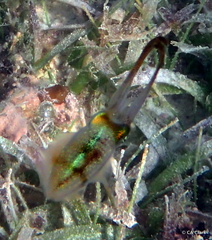 Sepioteuthis sepioidea