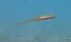 Sepioteuthis sepioidea