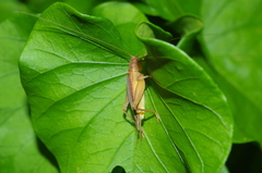 Aphonoides rufescens