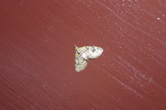 Chloroclystis neoconversa