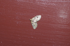 Chloroclystis neoconversa