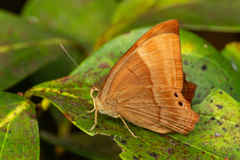 Abisara bifasciata suffusa