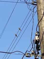 Spizixos semitorques