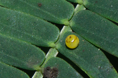 Polyura bharata