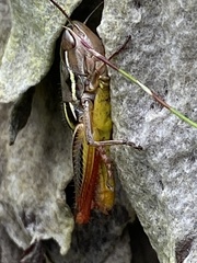 Hemiacridinae