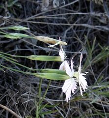 Dianthus ramosissimus