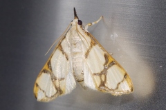Cirrhochrista kosemponialis