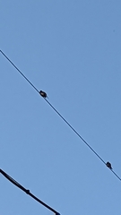 Hypsipetes leucocephalus