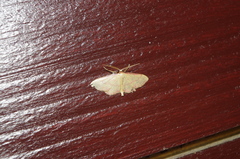 Idaea okinawensis