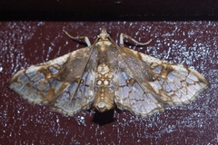 Omphisa anastomosalis