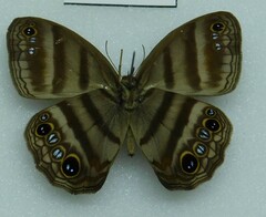 Cissia
