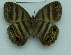 Cissia