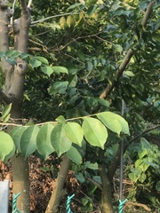 Aquilaria sinensis