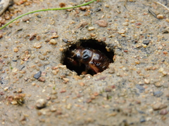 Gelidea torrida