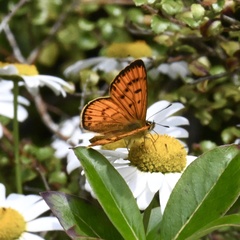 Lycaena edna