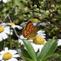 Lycaena edna