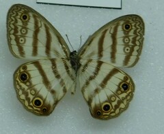 Euptychia