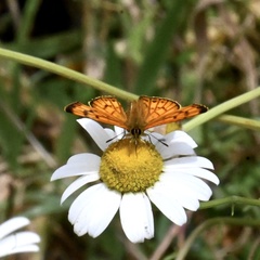 Lycaena edna