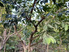 Aquilaria sinensis