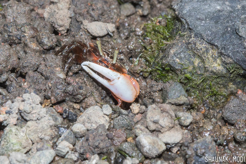 Austruca annulipes