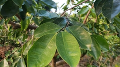 Aquilaria sinensis