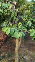 Aquilaria sinensis